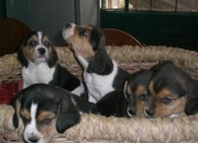 Vendo cachorros beagle tricolor padres importados… segunda mano  Miranda