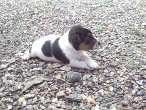 Jack russell tricolor