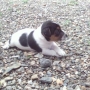 jack russell tricolor
