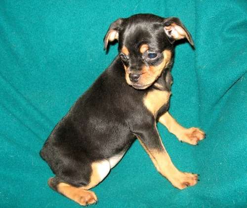 El pinscher miniatura es una raza de perro originario de alemania.