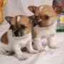 Adorable chihuahua cachorros para usted