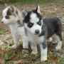 Registrados cachorros de pura raza Husky siberiano