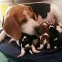Hermoso Cachorros Beagle Tricolor