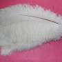 plumas de avestruz decorativos para la venta